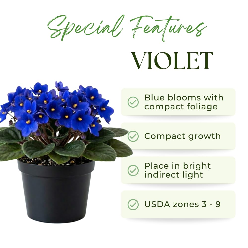 African Violets Live Plant, Blue African Violet Plant, 3-5 Inches Tall, Vibrant Blooms, Easy Care Indoor Flowering Plants for Home and Office Decoration