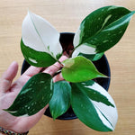 White Princess Philodendron Plant Live, Rare Tropical Variegated Live Indoor Houseplant, Starter Plants No Pot, 5-9" in Tall