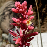 Red Yucca Live Plant, Yucca Succulent Plant Potted 4 to 8 Inch Tall, Live Outdoor Garden Plants in 4" Pot