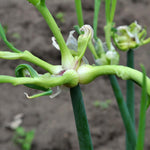 Set 2 Pots Walking Onions Live Plants for Planting, 4 Inch Pot, Heirloom Onion Bulbs Plant, Large Egyptian Walking Onion Bulb Plant for Containers, Outdoors Gardens