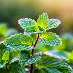 2 Mint Herb Plants Live, Well Rooted Mint Plants for Growing Indoor Outdoor 3-5 Inches