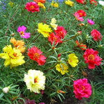 2 Mix Portulaca Moss Rose Plants Live, Double Flowered Moss Roses Flowers, Clumps 4-8" Tall, Portulaca Plants Live