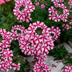 2 Red White Verbena Plants Live, Perennial Ground Cover or Trailing Bushes Shrubs, 5-9 Inches Tall, Verbena Flower for Planting