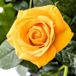 Rose Bush Live Plant, Hybrid Tea Rose Plant Live, 5-9 Inch Tall, Fragrant Flowers Tree, Well-Rooted 1 Year Old, No Pot (Yellow Rose)