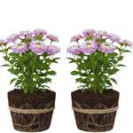 2 Lantana Plants Live, Lantana Live Plants for Planting Outdoors, Trailing Lantana Plants Live, 5 to 7 Inc Tall (Rose)