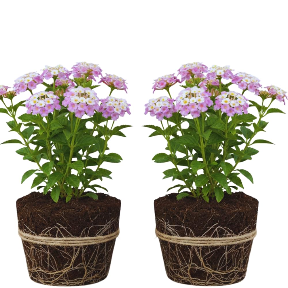 2 Lantana Plants Live, Lantana Live Plants for Planting Outdoors, Trailing Lantana Plants Live, 5 to 7 Inc Tall (Rose)