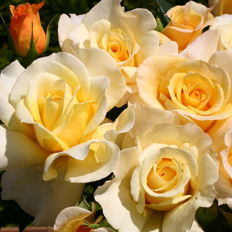 Rose Live Plant for Planting, Fragrant Hybrid Rose Bush, 5-10” Tall, Ready to Grow Flowering Shrub for Outdoor Garden, No Pot (Yellow Rose)