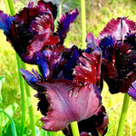 10 Tulip Bulbs for Spring Planting, Tulip Bulbs for Fall Planting, Flower Bulbs, Zones 3-8 (Black Parrot)