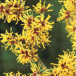 Witch Hazel Bush Shrub Plant, 1 Year Old Witch-Hazel Tree Live Plant Bare Root, Ready to Plant Outdoor, 6" to 1 Ft Tall
