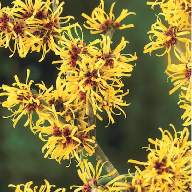 Witch Hazel Bush Shrub Plant, 1 Year Old Witch-Hazel Tree Live Plant Bare Root, Ready to Plant Outdoor, 6" to 1 Ft Tall