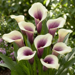 Calla Lily Bulbs for Planting, Calla Lily Bulbs, Vibrant Summer Blooming Flowers for Garden and Patio Planting (White Purple Calla Lily Bulbs (Set 3))