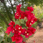 Sets 3 Climbing Bougainvillea Plants Live for Full Sun Trellis Tree, Shrub or Vine Bougainvillea Vibrant Bloom, Very Hardy, 5-9" Tall, Vibrant Red