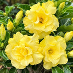 Double Yellow Desert Rose Live Plant, Adenium Succulent, 4-6" Tall