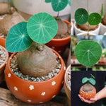 Rare Stephania Cephalantha Caudex Plant, Sprouting Succulent for Home Décor, Size 2-2.5 Inches Wide, Indoor Outdoor Ornamental, Already Sprout