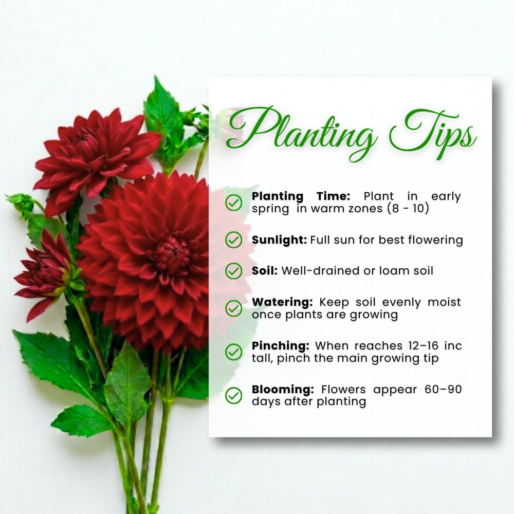 Red Dahlia Tuber, Vibrant Red Blooms, Summer Flowering Perennial, Dahlia Flowers for Indoor Outdoor Growing