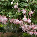 Set 4 Fuchsia Flower Plants, Flowering Fuchsia Live Plants, 3-5 Inch Tall, White Pink Flowers