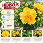 3 Hardy Hibiscus Live Plants, Flowering Shrub, Double Yellow Blooms, 4-7"