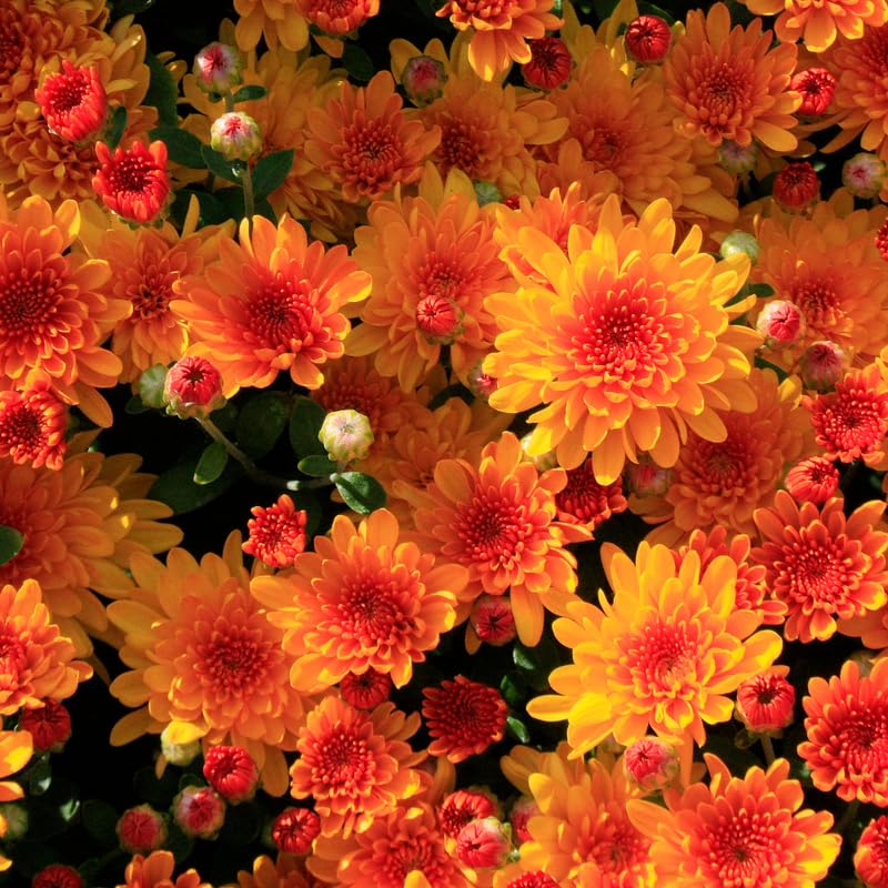Orange Chrysanthemum Plant, Set 2 Orange Mums Plants Live, Hardy Perennial Mum Live Plant, 3 to 6 Inch Tall Garden Mum Starter Plants for Garden Beds, Containers, Vibrant Fall Blooms, No Pot