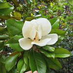 Southern Magnolia Plant Live, 8 to 11 Inches Tall, Magnolia Tree Live Plant for Gardening Shrub Plant Outdoors