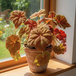 Begonia Live Plant, Begonias Live Plant, Rare Begonias Plants, 5-7 Inches in Height for Indoor Houseplant (Red Orange Begonia)