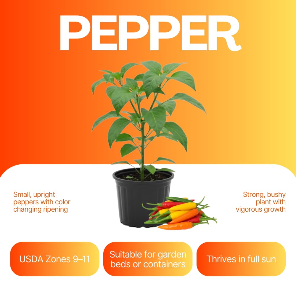 Pepper Plant Live, Hot Pepper Starter Plant, Edible Chili Pepper Seedling for Patio Containers and Backyard Gardens, 4 to 7 Inches Tall, 2 Plants in Pot