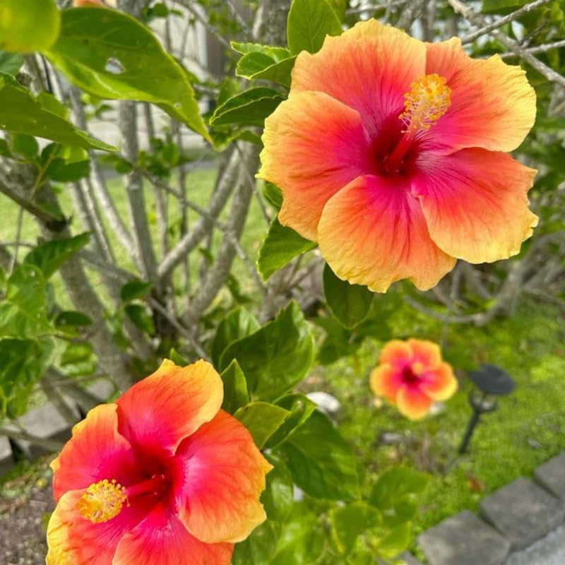 2 Yellow Orange Hibiscus Tree Live Plant, Hardy Hibiscus Plants Live, 8 to 11 Inches, Shrub Tree for Garden