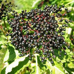 4 American Elderberry Plants Live, Black Elderberry Bush Live Plants 6 to 12 Inch Tall, Sweet Elderberry Tree Live Plant for Planting