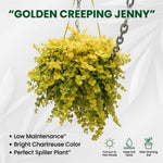 Golden Creeping Jenny Plant Live, 2-3 Inch Tall, Creeping Starter Plant for Ground Cover in Garden, Landscape, and Container Growing