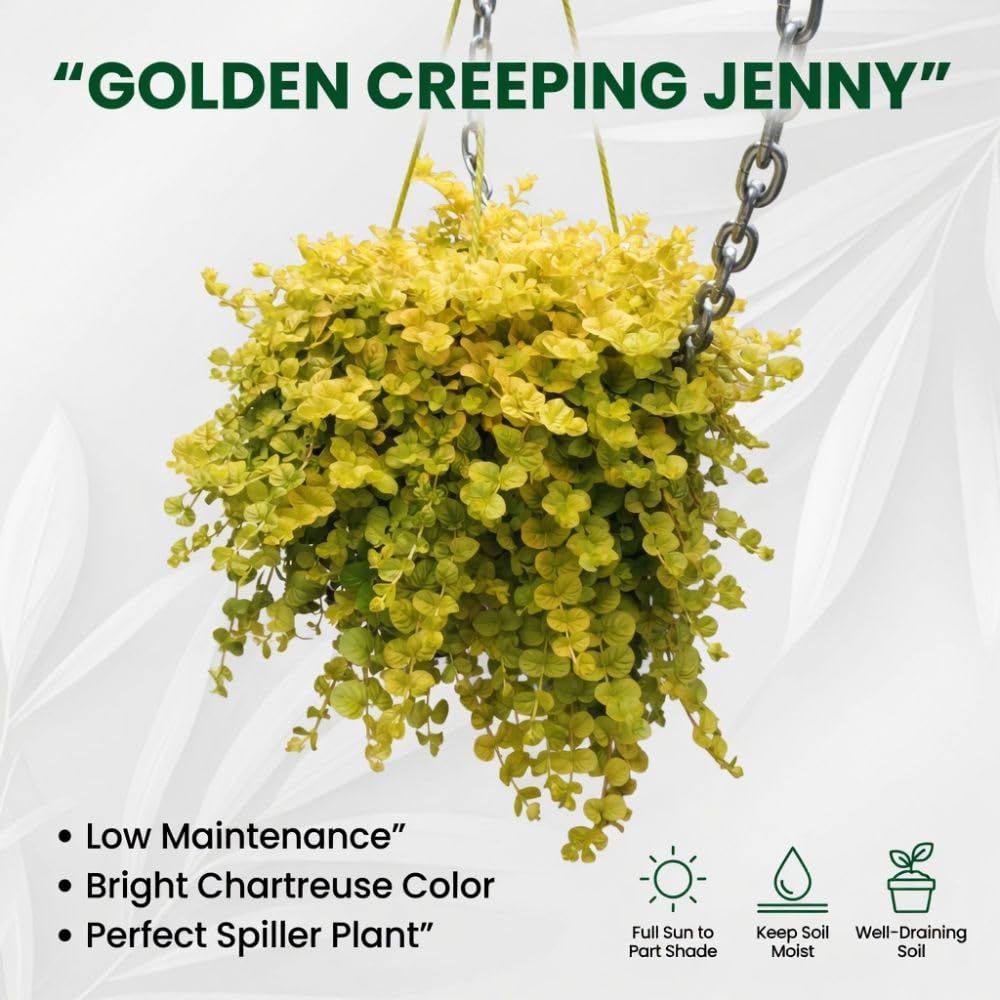 Golden Creeping Jenny Plant Live, 2-3 Inch Tall, Creeping Starter Plant for Ground Cover in Garden, Landscape, and Container Growing