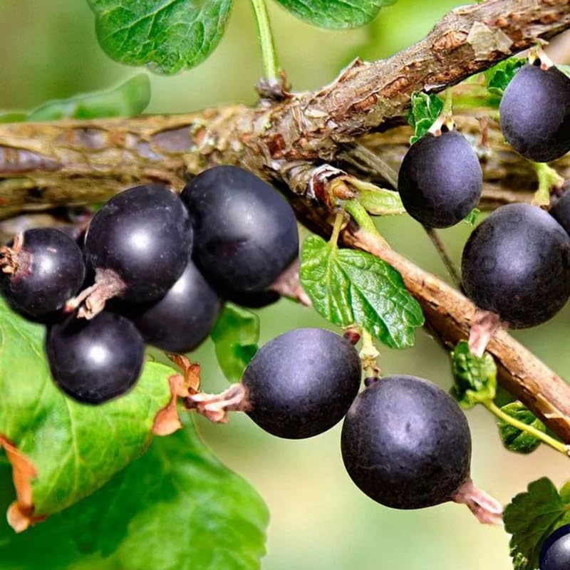Gooseberry Tree Plant Live, Gooseberry Bush Live Plant, 5-9 Inch Tall, Gooseberry Plant Live for Planting Outdoors (Black Velvet Gooseberry)