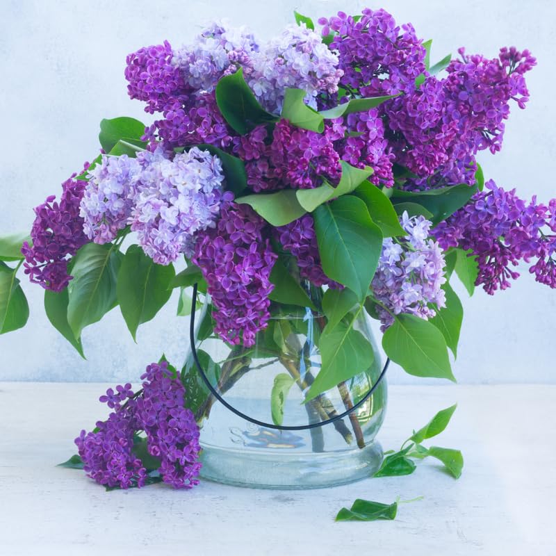 Old Fashion Lilac Bush, Fragrant Lilac Live Plant, Purple Flowering Lilacs Ready to Grow Outdoor, 12-16 Inch Tall