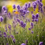 2 Lavender Plants Live Indoors, 4-8" Tall, Lavandula Perennial Flower Plants for Planting Outdoors Home Garden (Purple Lavender)
