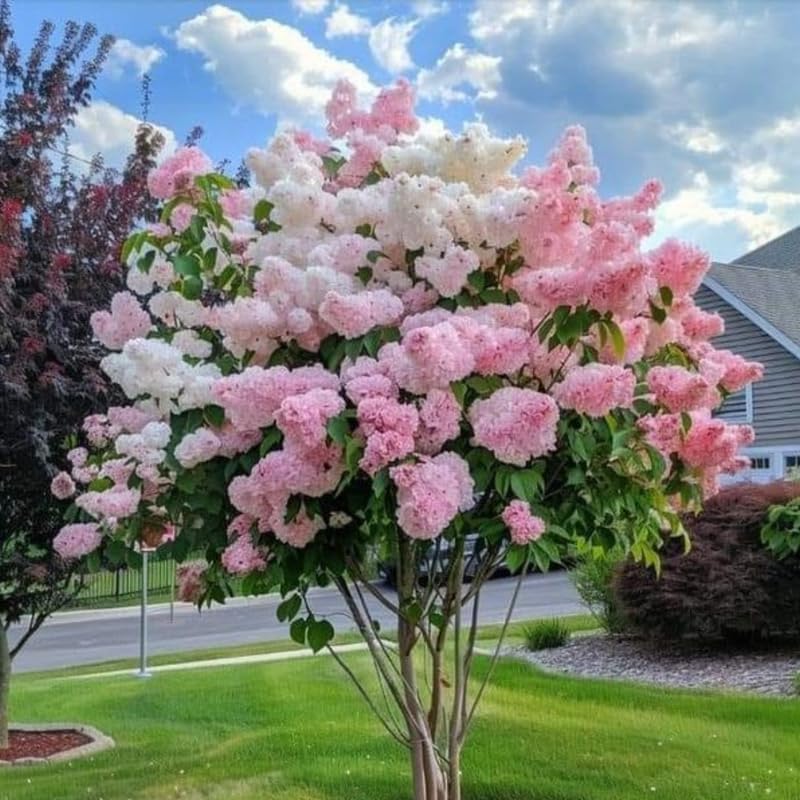 Hydrangea Plant Live Tree, Blooming Garden Bush Hardy Hydrangea Shrub, Random Flowering Plant Indoor Outdoor Well-Rooted 5-9 Inc Tall, Stater Plant