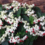 Set 2 Mix Bleeding Heart Vine Plants Live, Clerodendrum Live Plant, Bleeding Heart Live Plant - 6-8 Inch Plant, Long Blooming, Perennial