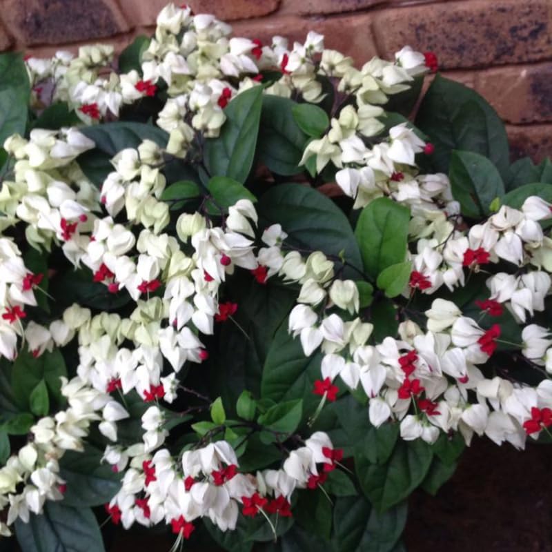 Set 2 Mix Bleeding Heart Vine Plants Live, Clerodendrum Live Plant, Bleeding Heart Live Plant - 6-8 Inch Plant, Long Blooming, Perennial