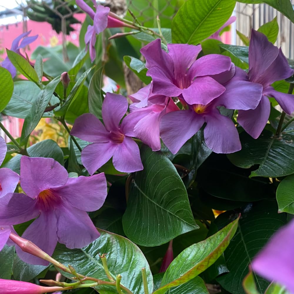 2 Mandevilla Live Plants, Flowering Mandevilla Plants, 5-9” Height, Mandevilla Trellis Vines for Outdoor Garden and Containers (Blue Mandevilla)