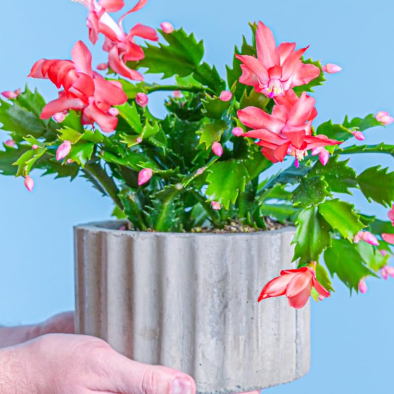 Thanksgiving Cactus Live Plant in 2" Pot, Holiday Christmas Cactus Plants Live, Winter Bloom, Indoor Planting, Ready to Blooms (Red)