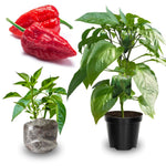 2 Plants Bhut Jolokia Pepper Live Plants Per Pot, 100 Days Old Pepper Plant Well Rooted Seedlings, Hot Peppers for Year Round Harvesting