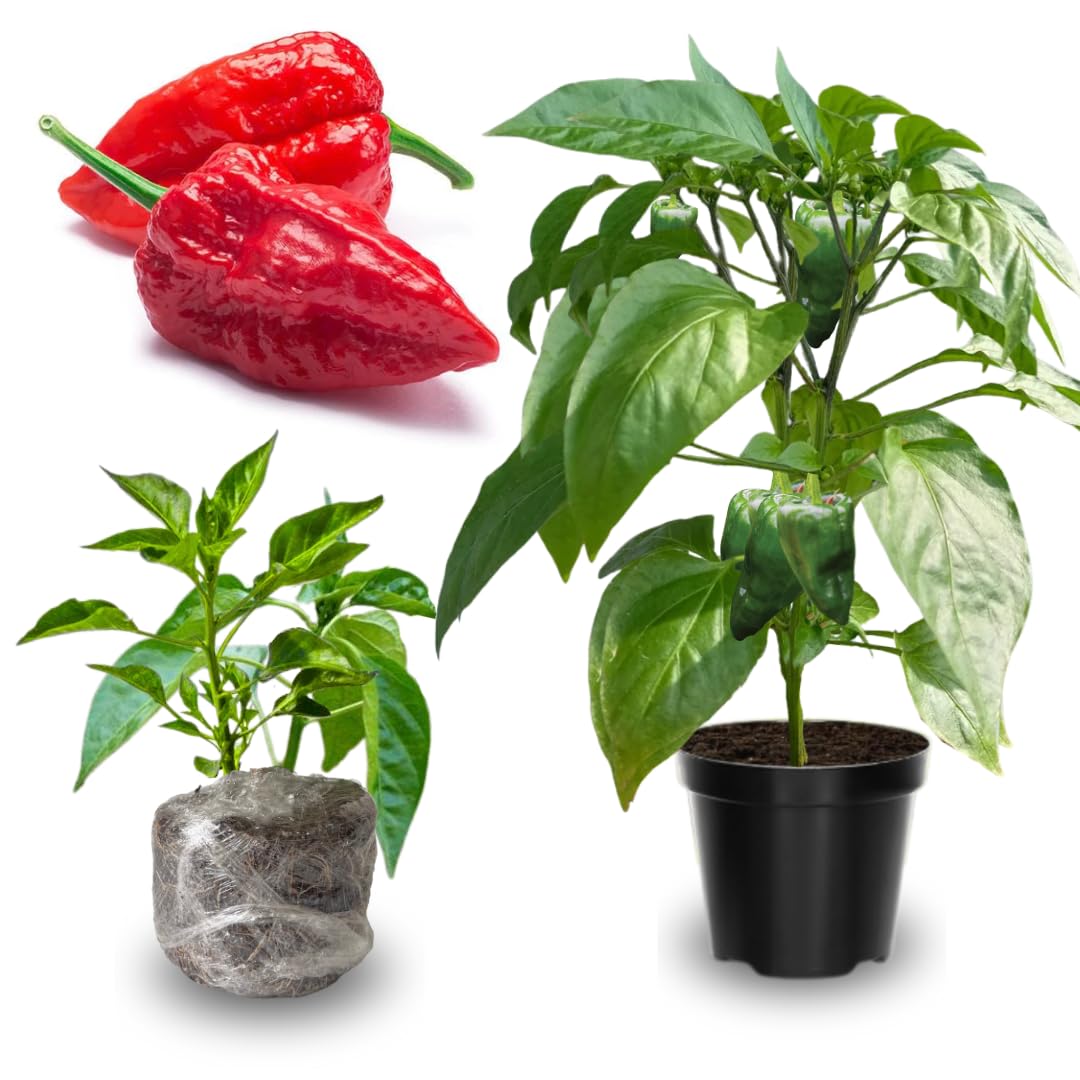 2 Plants Bhut Jolokia Pepper Live Plants Per Pot, 100 Days Old Pepper Plant Well Rooted Seedlings, Hot Peppers for Year Round Harvesting