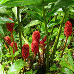 2 Shampoo Ginger Live Plants, Awapuhi Pinecone Ginger Plants, 5-9" Height for Outdoor Landscaping, Red Flowers, No Pot