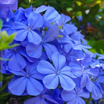 Pack 5 Cuttings Blue Plumbago Plant, 8-10" Unrooted Cutting, Flower Plumbago Vine Plant Cutting for Planting Outdoor Garden