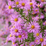 Set 2 Hardy Aster Plants Live, Perennial Aster Flowers for Planting Outdoor, Container, Garden 4-8 Inches - Pink Blooms