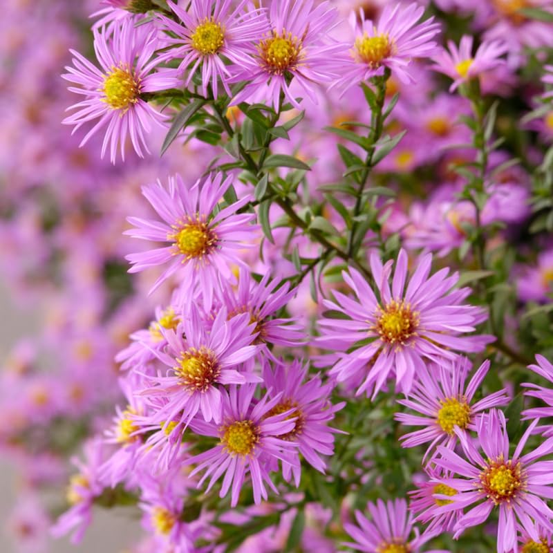 Set 2 Hardy Aster Plants Live, Perennial Aster Flowers for Planting Outdoor, Container, Garden 4-8 Inches - Pink Blooms