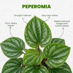 Watermelon Peperomia Plant Live, Rare Peperomia Houseplant Live, Ripple Foliage, 3 to 5 Inches Tall, Ideal for Home and Office Decoration