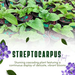 Streptocarpus Live Plant in 3.25" Pot, 5-8" False African Violet Ladyslipper Primose Plant for Spring Planting, Indoor Outdoor Home Décor (Blue White)