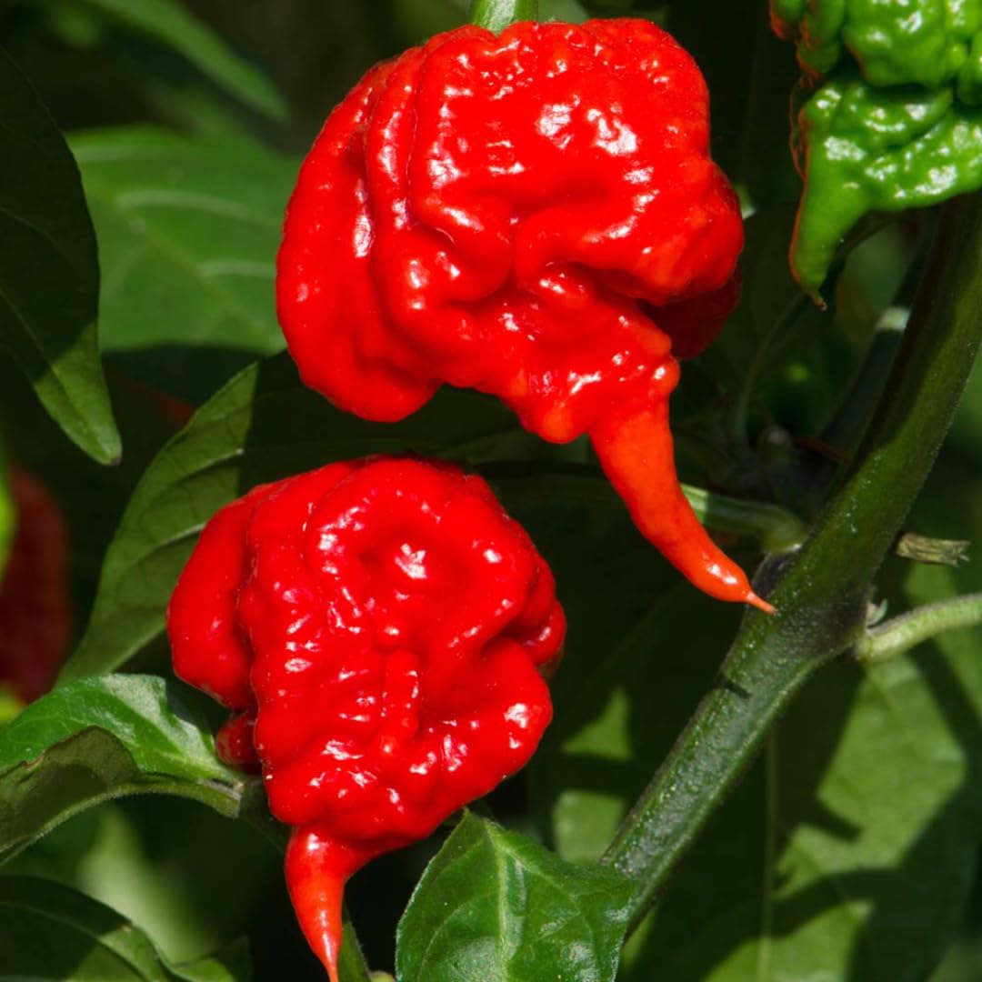 Set 4 Assorted Pepper Live Plants, 90 Days Old Super Pepper Live Plant for Summer Planting (Carolina Reaper Pepper)