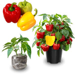 Pack 4 Pepper Plants Live, 80 Days Old Live Pepper Green for Growing, Chili Peppers for Planting, 5 to 9 Inc Tall (Sweet Bell)