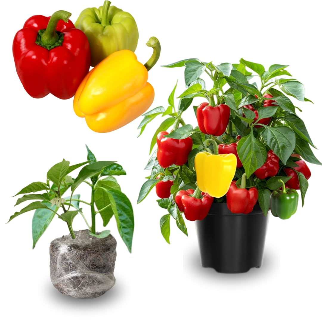 Pack 4 Pepper Plants Live, 80 Days Old Live Pepper Green for Growing, Chili Peppers for Planting, 5 to 9 Inc Tall (Sweet Bell)
