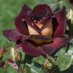 Rose Live Plant for Planting, Fragrant Rose Bush, 5-10” Tall, Ready to Grow Flowering Shrub for Outdoor Garden Beds and Containers (Dark Night Rose)