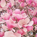 Saucer Magnolia Tree Live Plant in 2.5 Inches in Pot, Starter Plant, Fragrant Perennial Ornamental Plants Shrub for Outdoor Garden